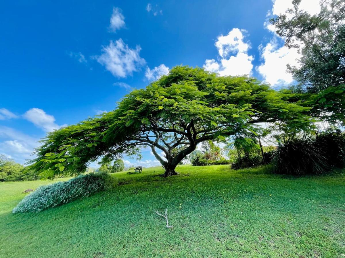 金斯克里福 Tropical Coast Retreat - Pet Friendly - Adult Only旅馆 外观 照片